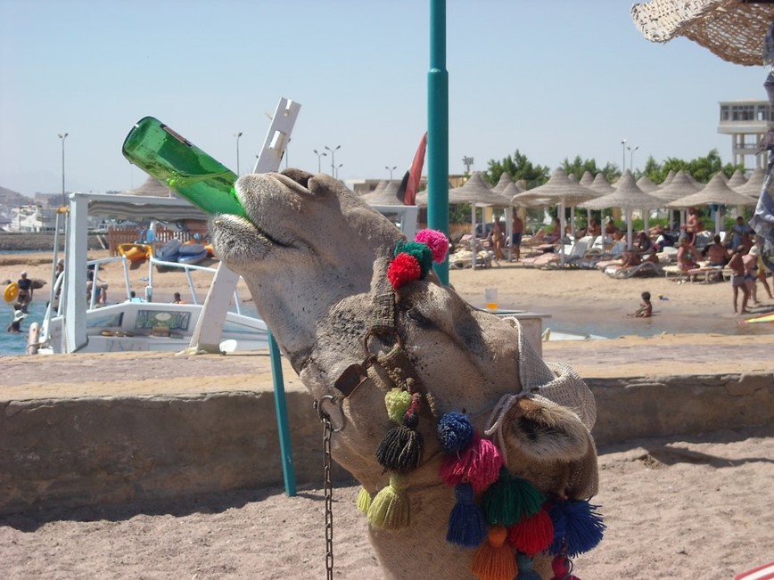 camel-at-beach